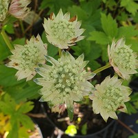 Astrantia major 'Alba'